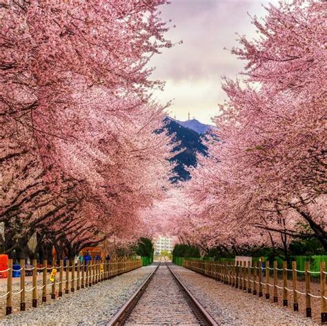 Top 10 places to see cherry blossoms around the world
